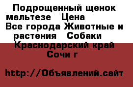 Подрощенный щенок мальтезе › Цена ­ 15 000 - Все города Животные и растения » Собаки   . Краснодарский край,Сочи г.